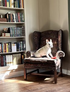 A white bulldog sitting on an armchair next to a bookshelf with the sun streaming through the window